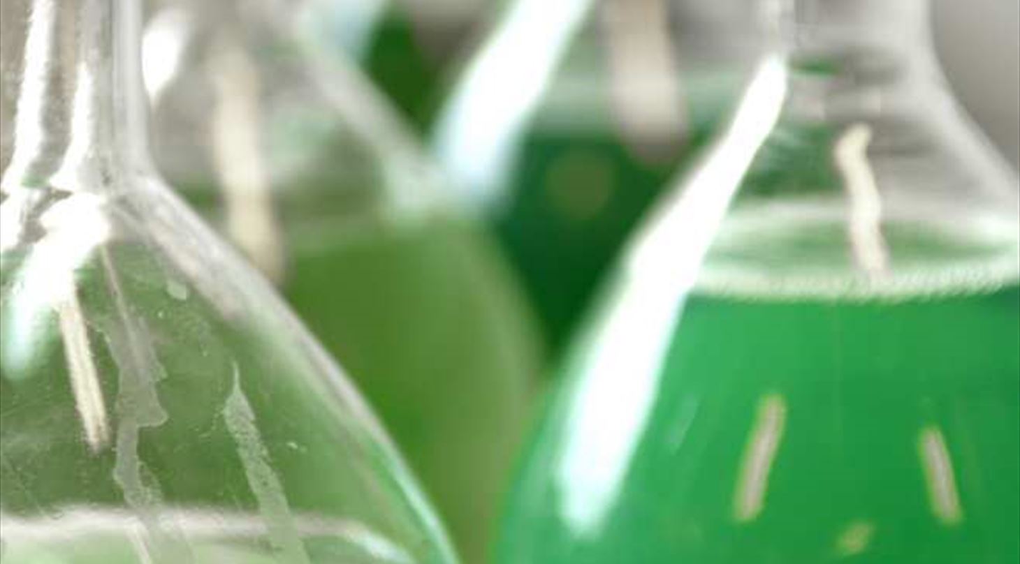 Det biobaserede samfund